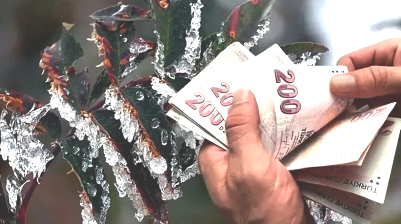 Zirai Donda Şok Kayıp! Üreticilere 23 Milyar Liralık Tazminat Ödeme Süreci Başladı